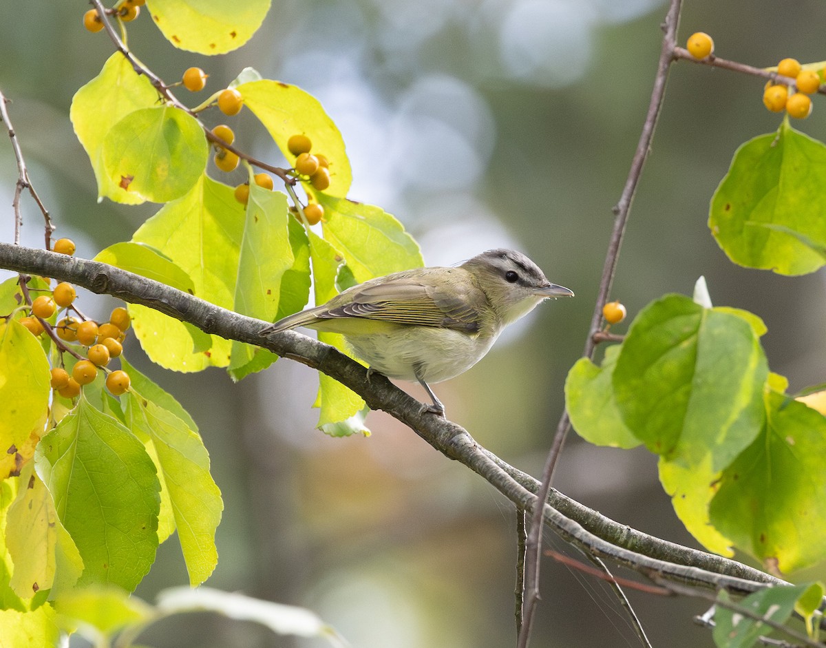 Red-eyed Vireo - ML642038634