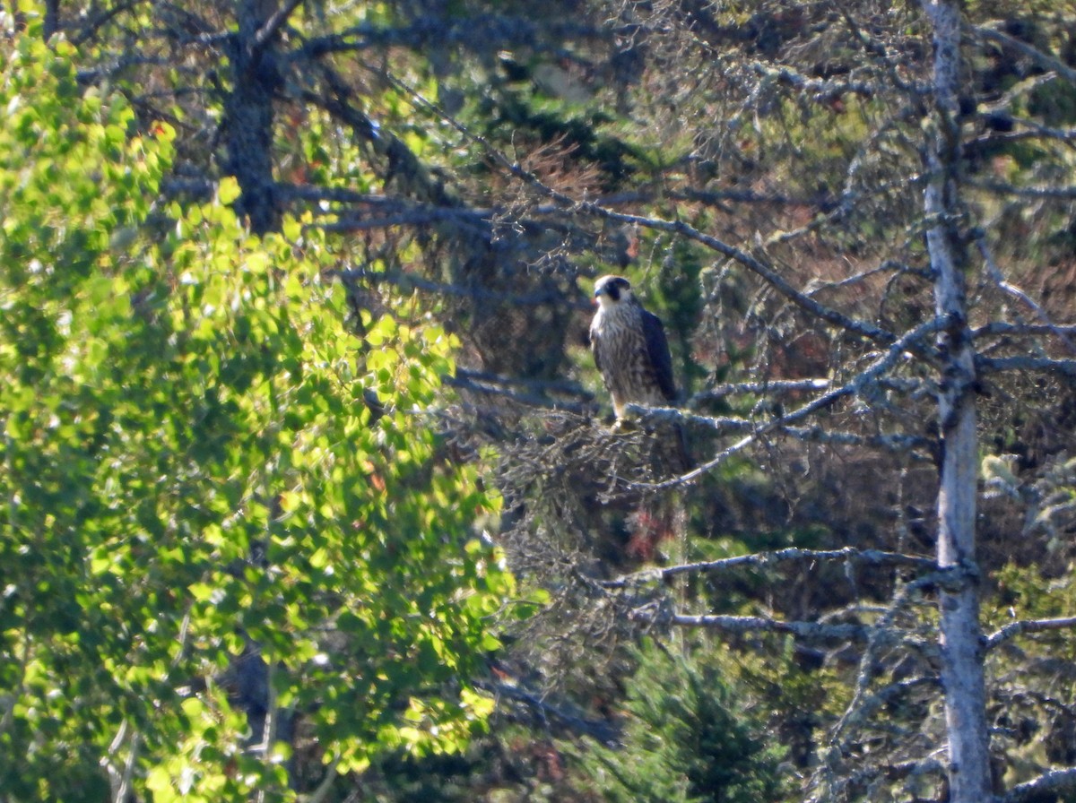 Peregrine Falcon - ML642038635