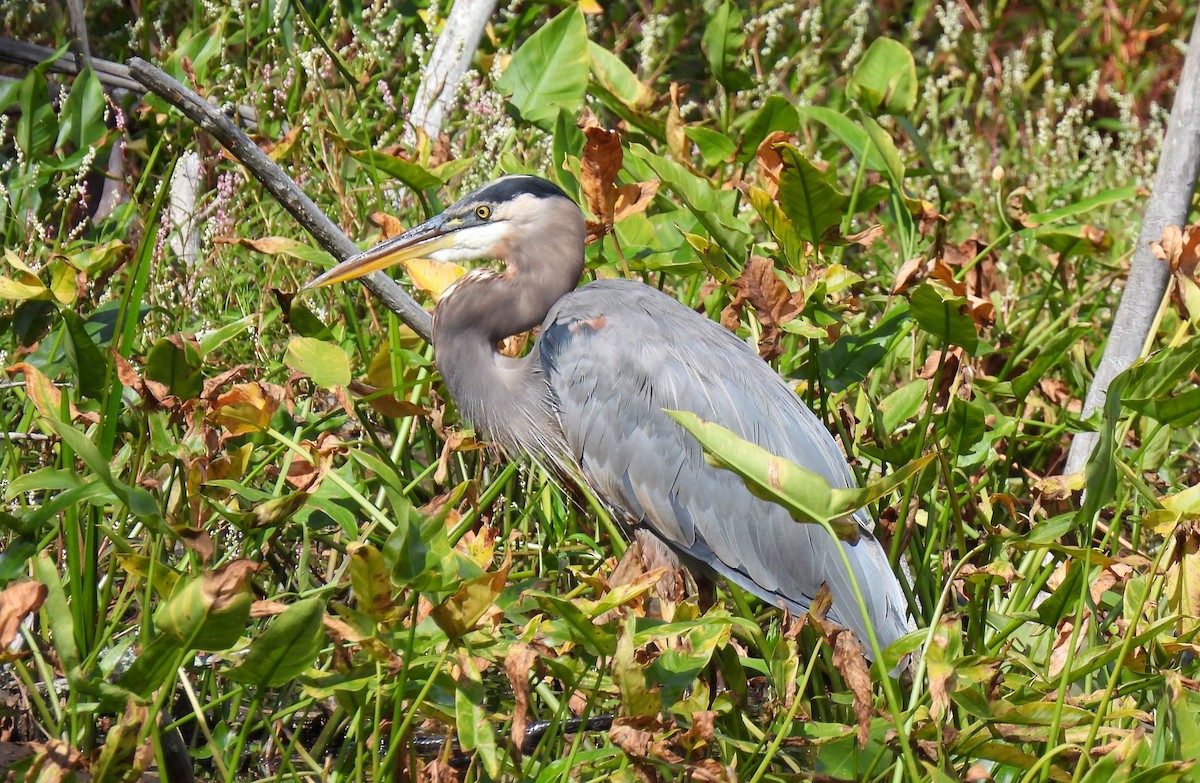 Great Blue Heron - ML642038640