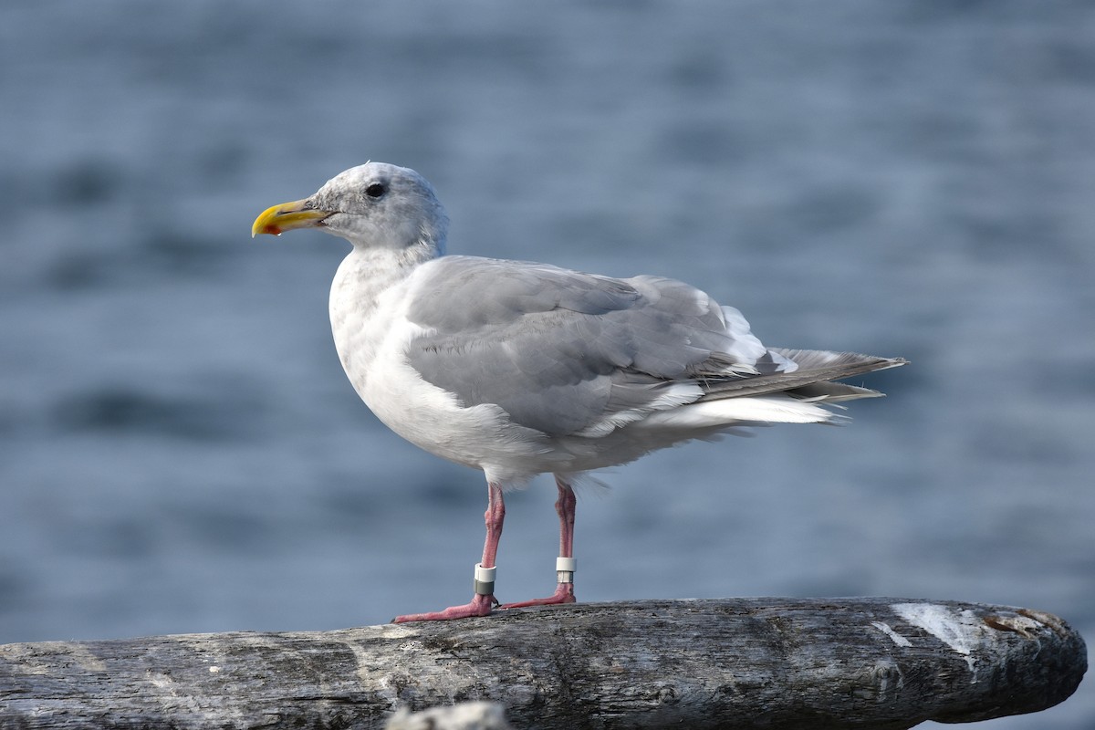 Western x Glaucous-winged Gull (hybrid) - ML642038641