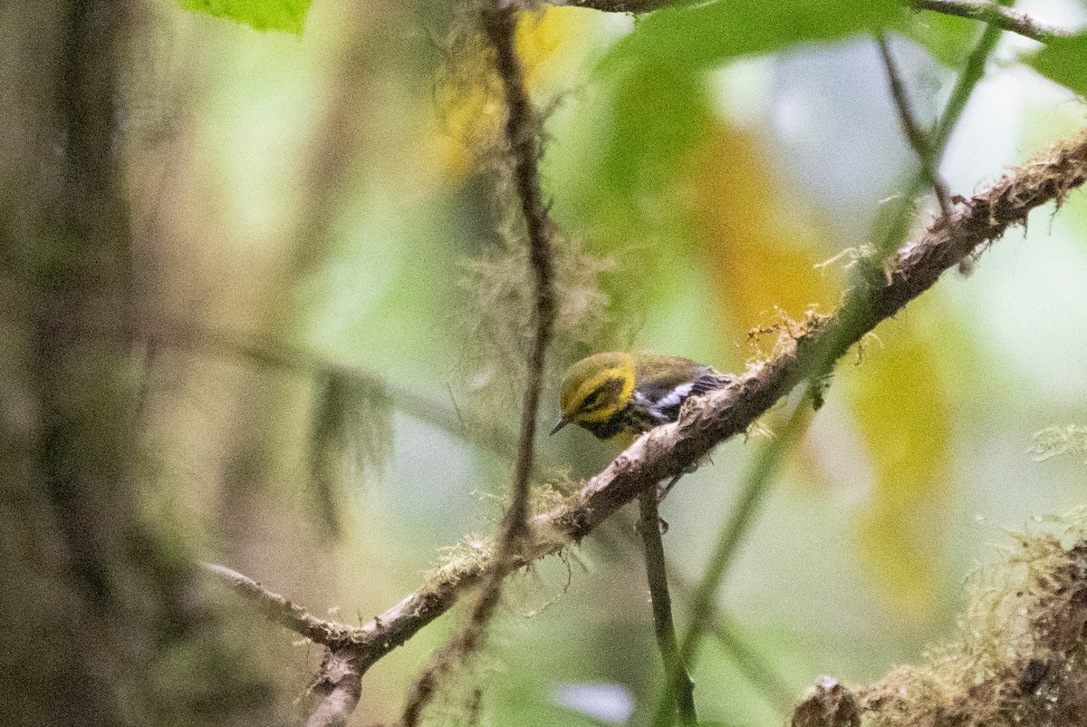 Townsend's Warbler - ML642038647