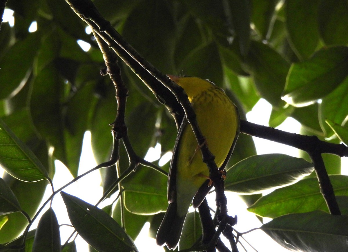 Canada Warbler - ML642038651