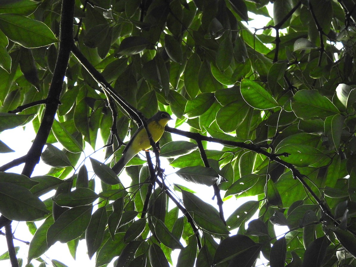 Canada Warbler - ML642038652