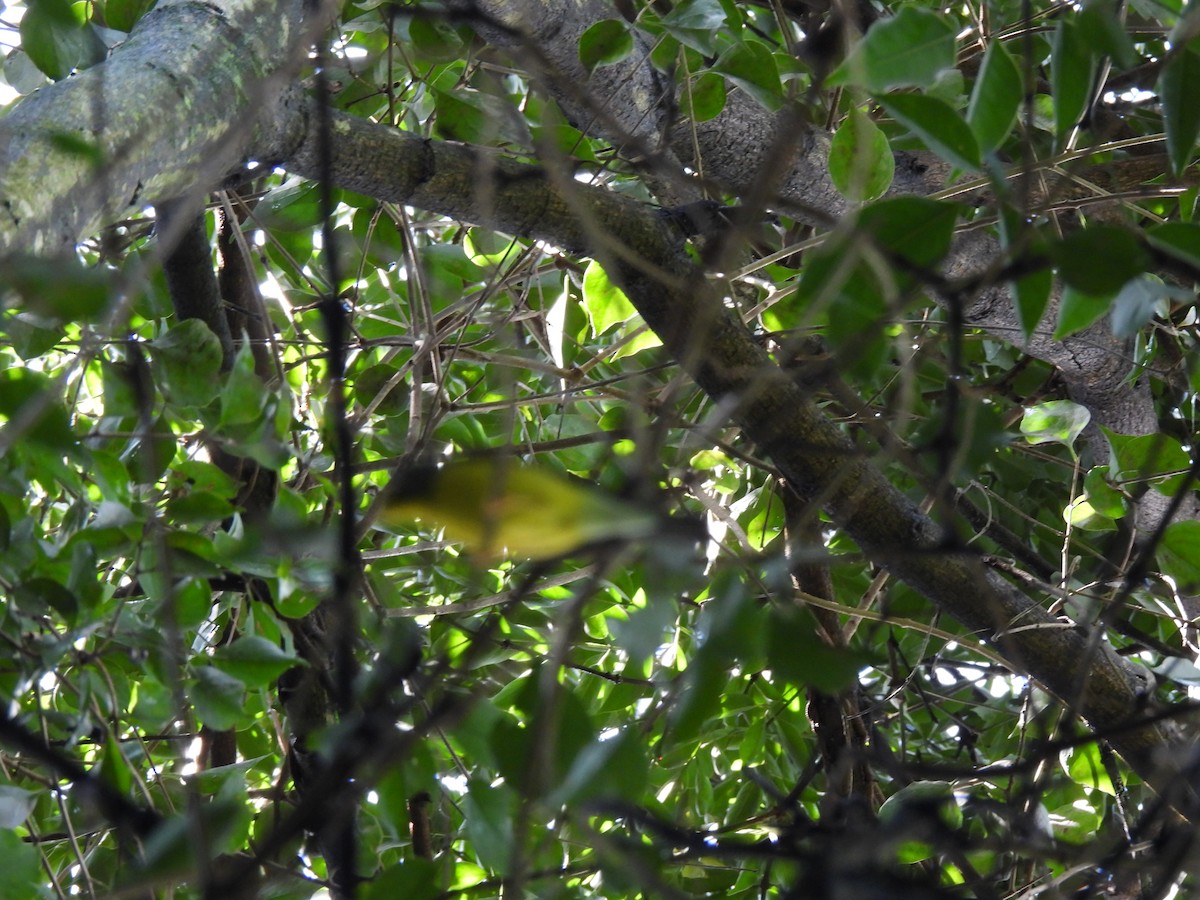 Canada Warbler - ML642038653