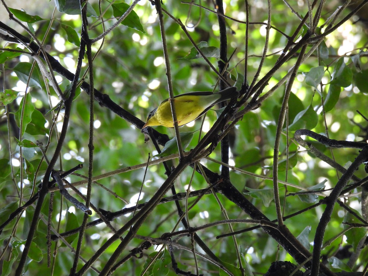 Canada Warbler - ML642038654
