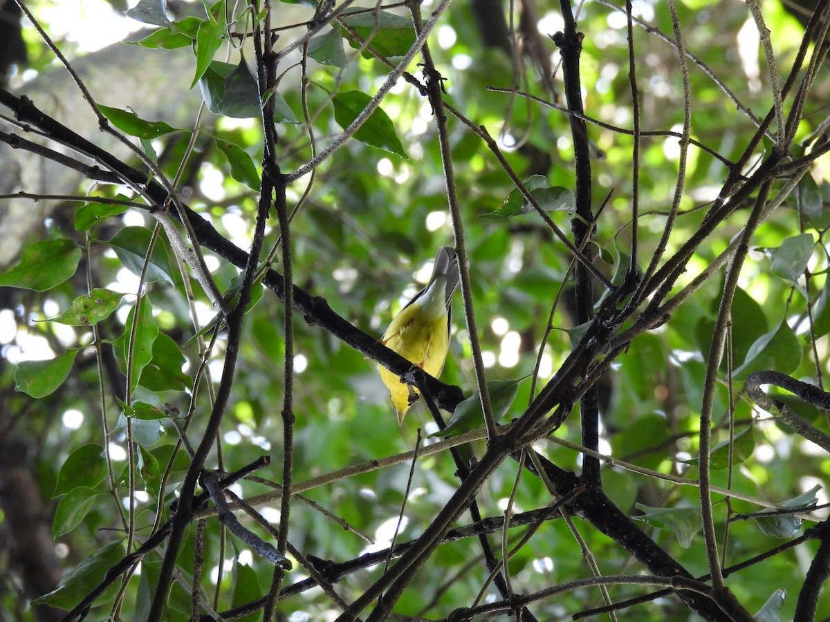 Canada Warbler - ML642038655