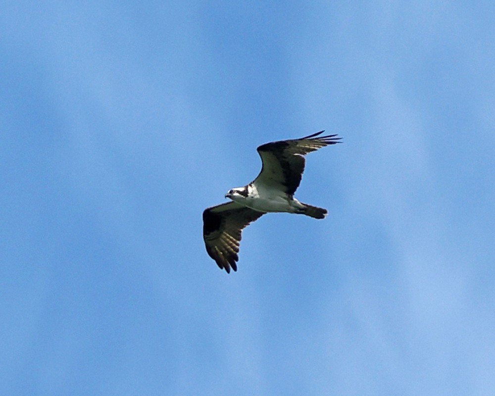 Osprey - ML642038657