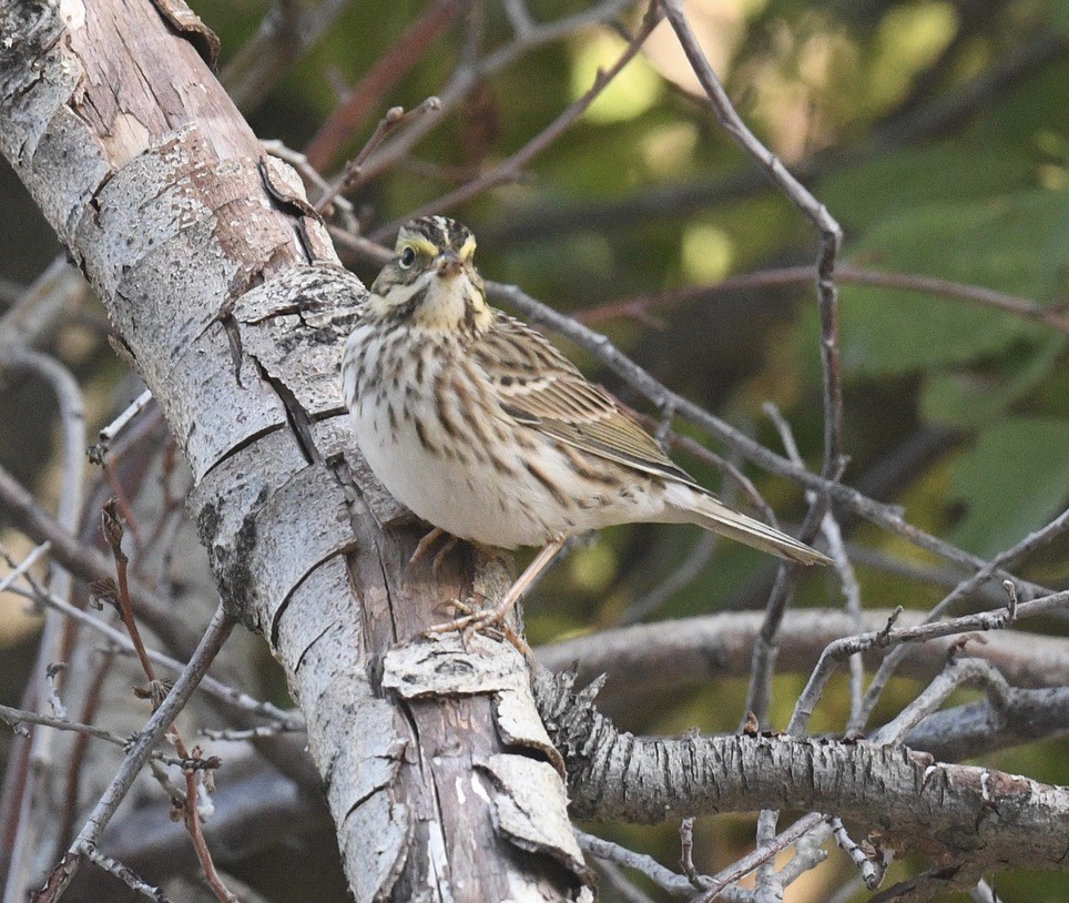 Savannah Sparrow - ML642038658