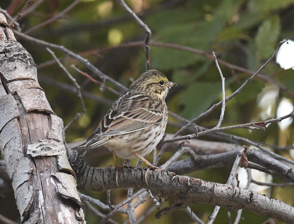 Savannah Sparrow - ML642038659