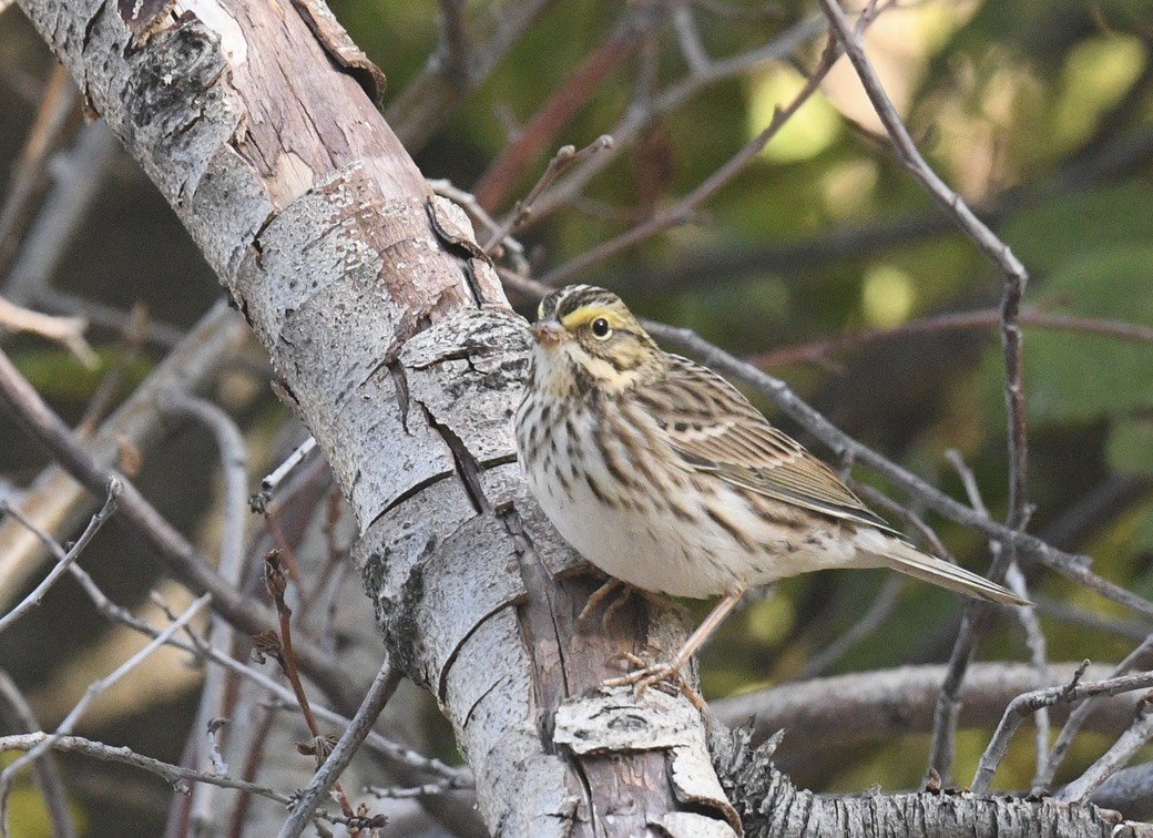 Savannah Sparrow - ML642038660