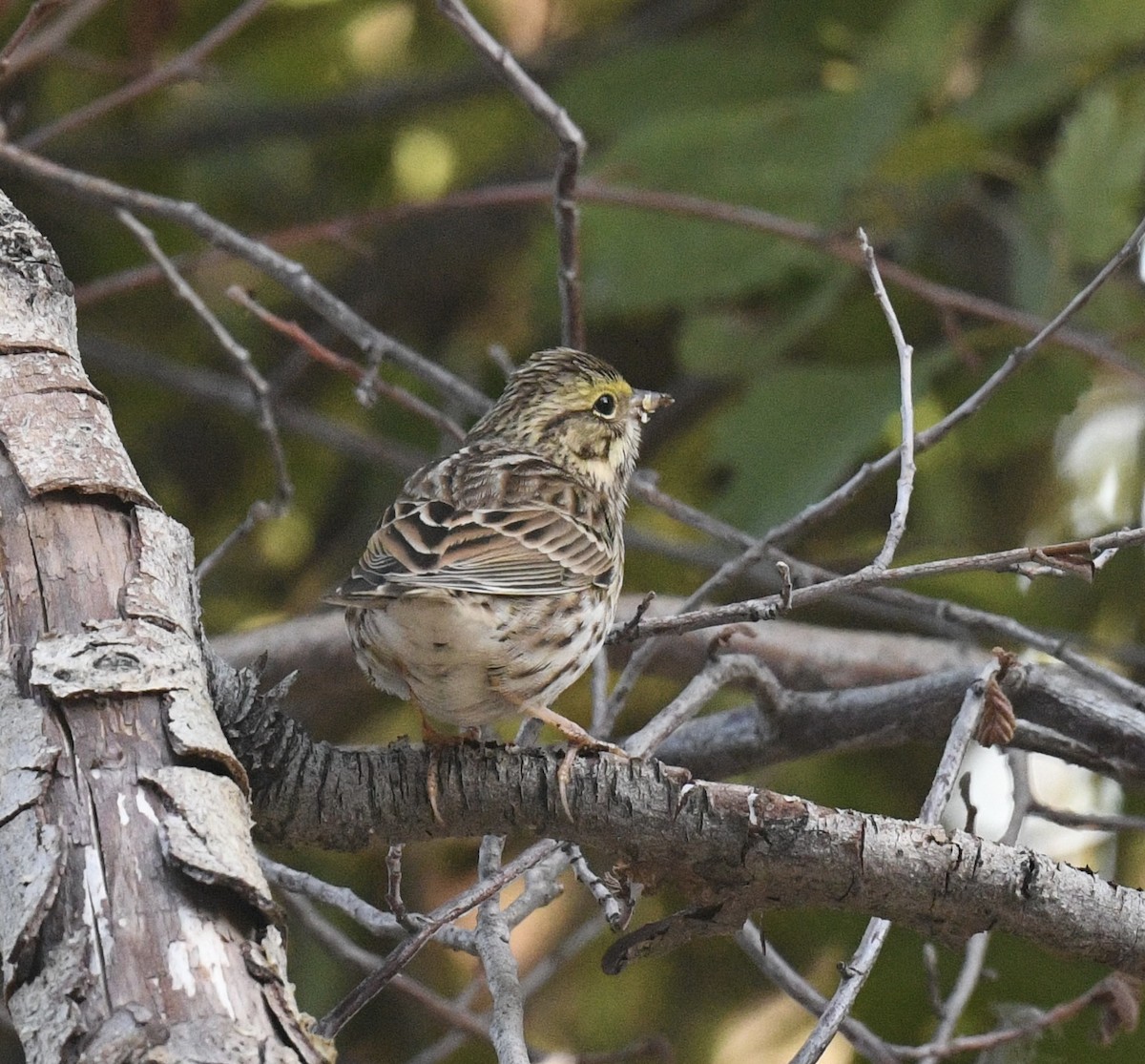 Savannah Sparrow - ML642038661