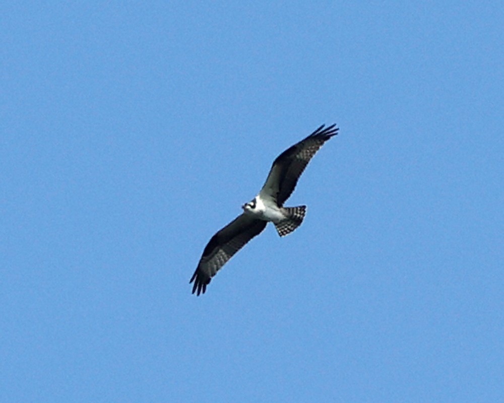 Osprey - ML642038662