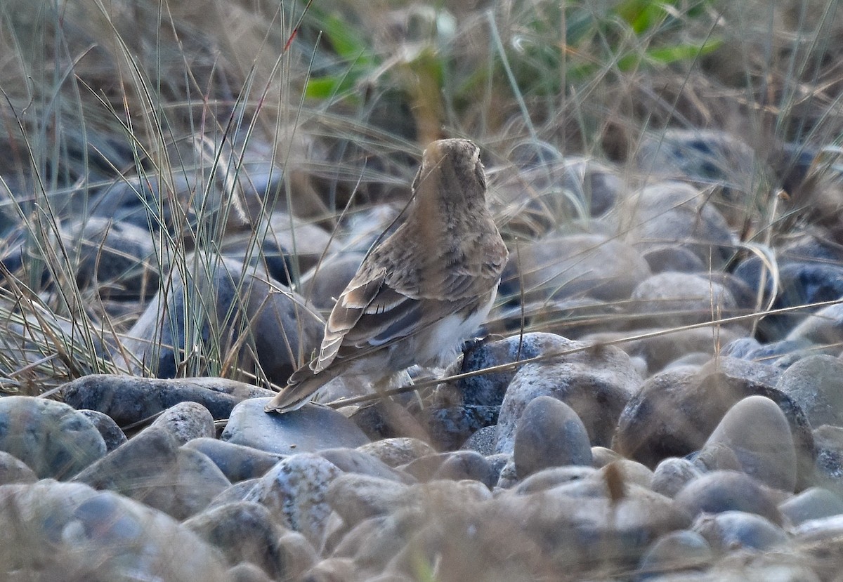 Horned Lark - ML642038664