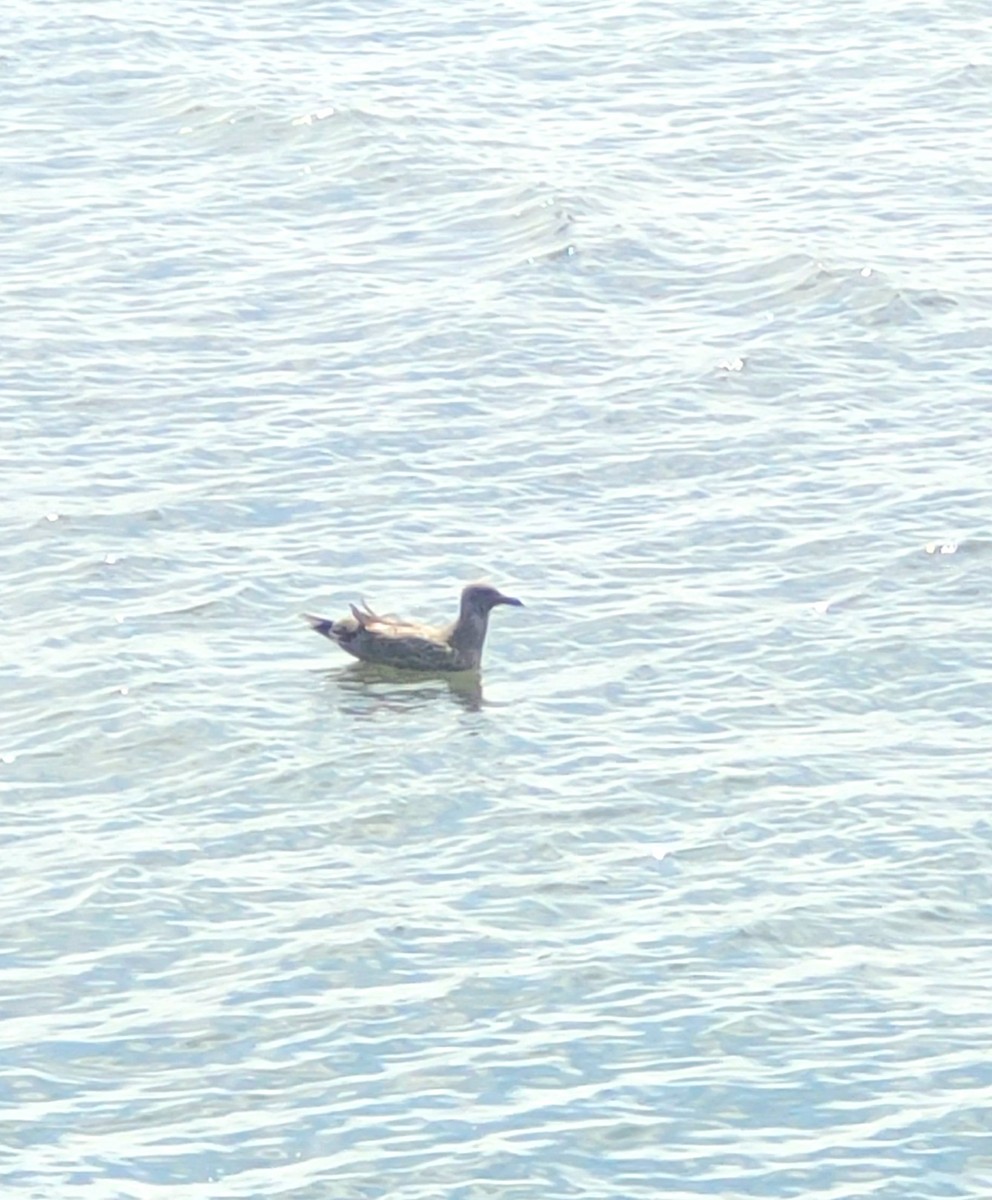 American Herring Gull - ML642038666