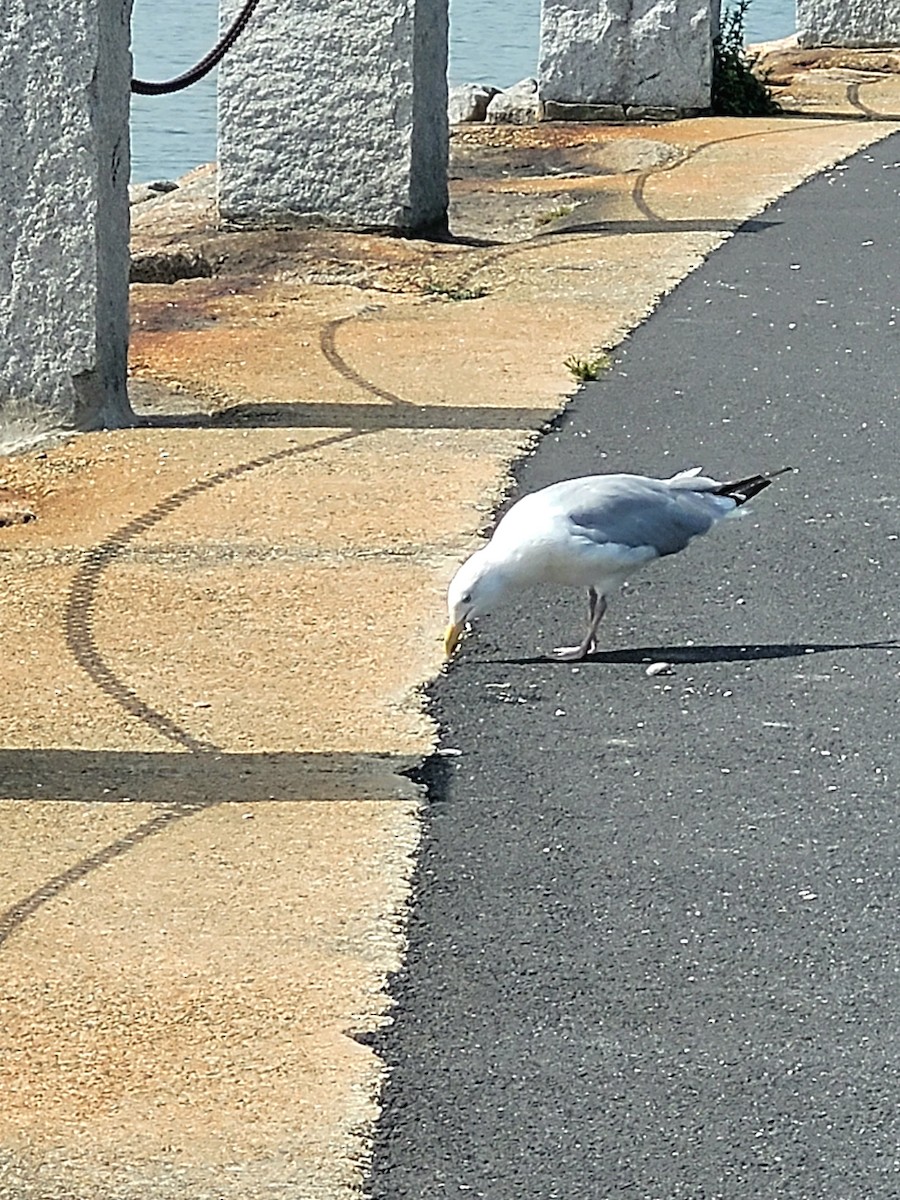 American Herring Gull - ML642038667