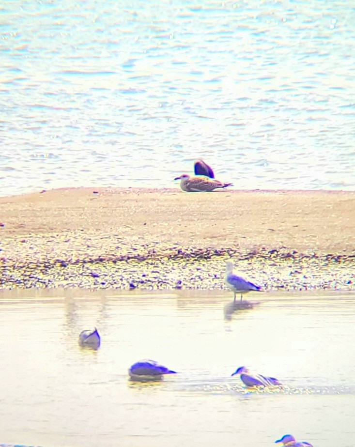 Great Black-backed Gull - ML642038671