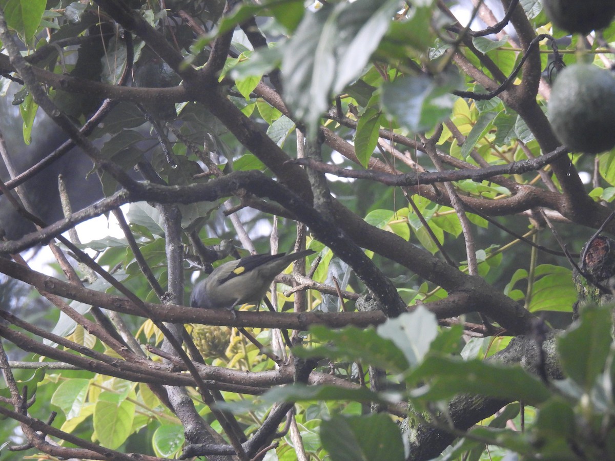 Yellow-winged Tanager - ML642038674