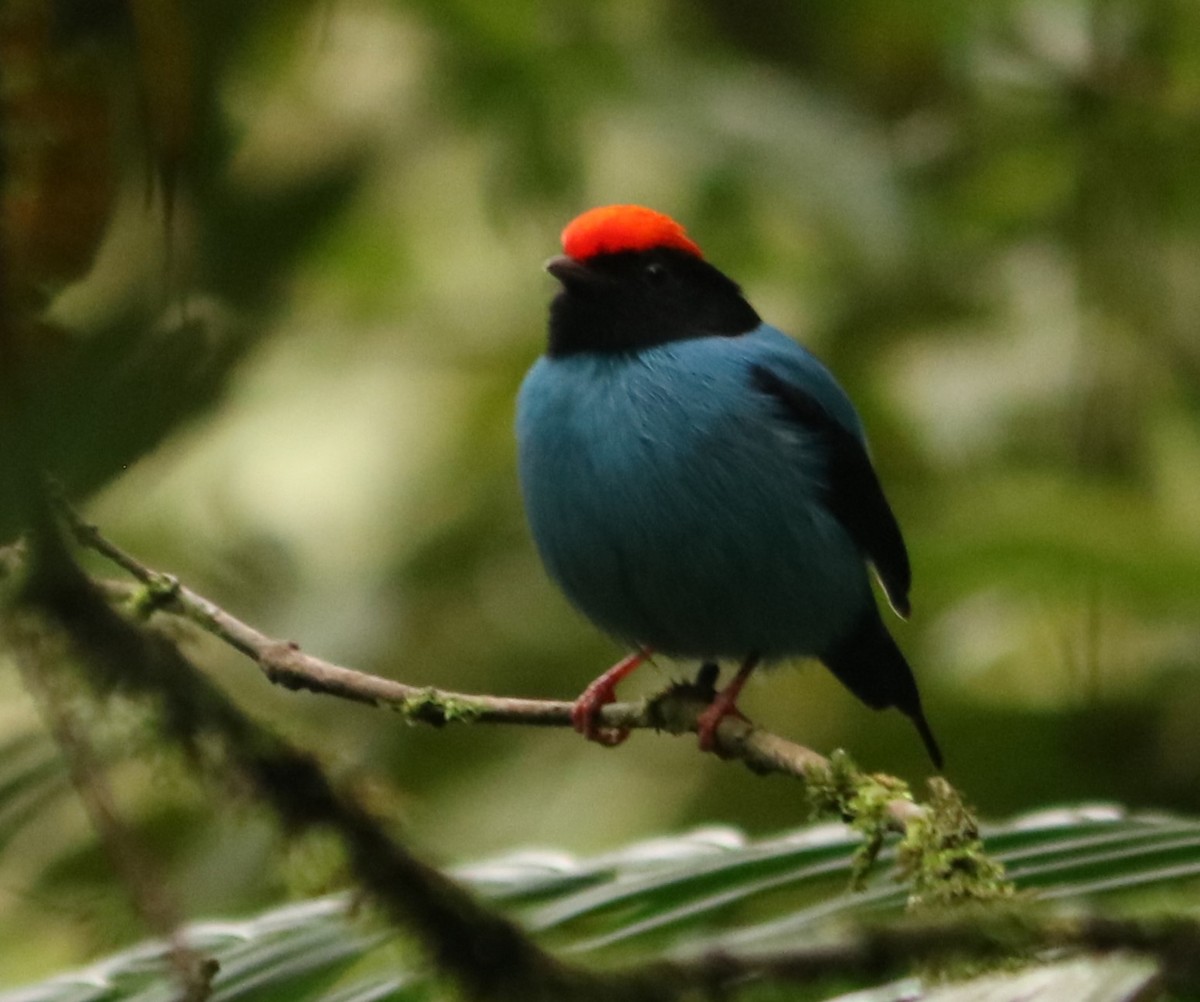 Swallow-tailed Manakin - ML642038675
