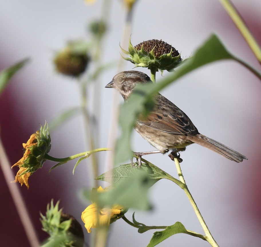 Song Sparrow - ML642038676