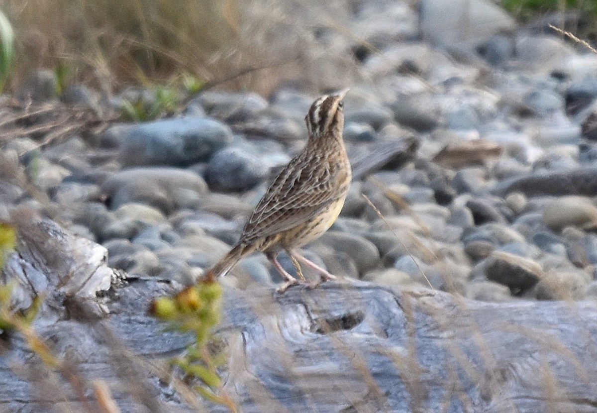 Western Meadowlark - ML642038677