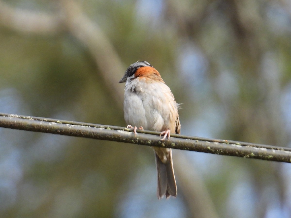 Rufous-collared Sparrow - ML642038679