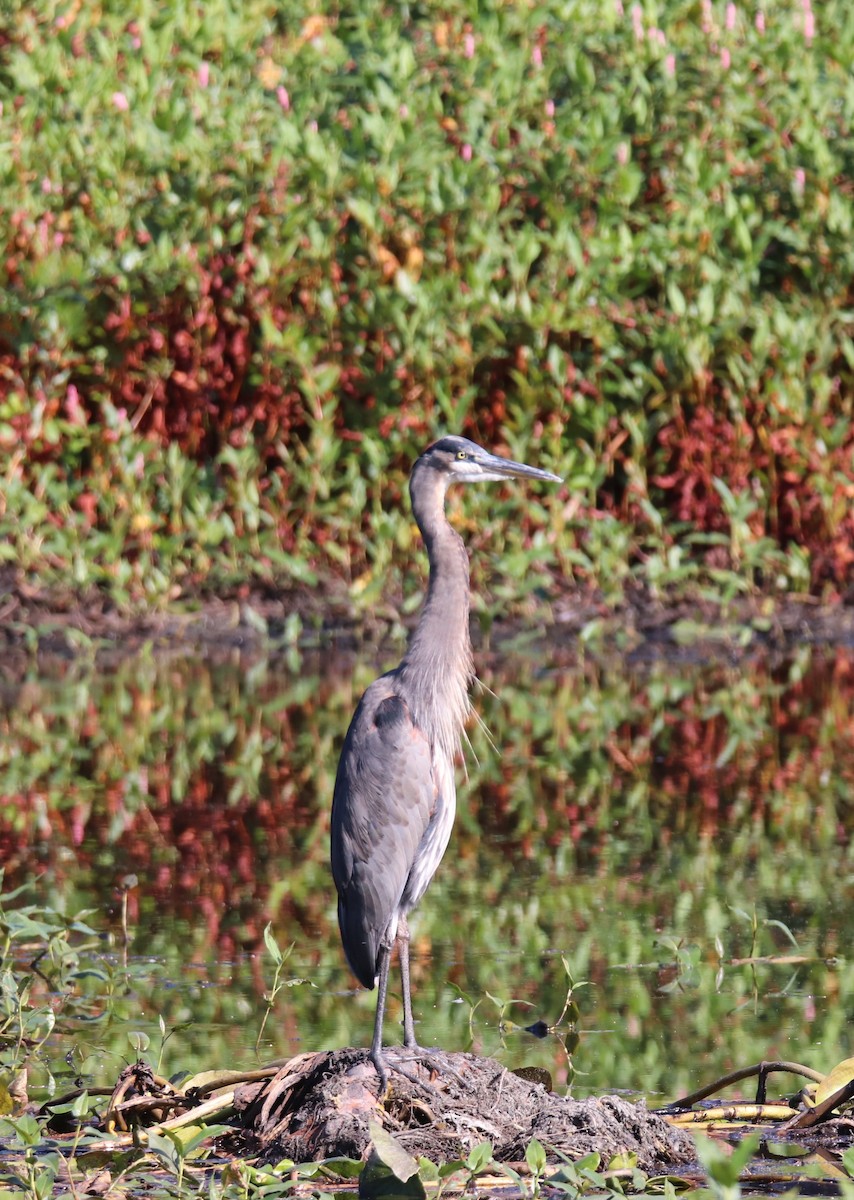 Great Blue Heron - ML642038683