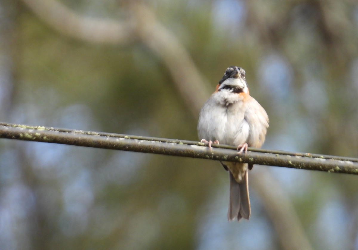 Rufous-collared Sparrow - ML642038690