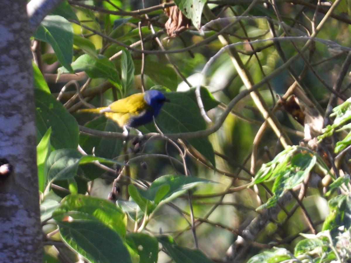 Blue-capped Tanager - ML642038704