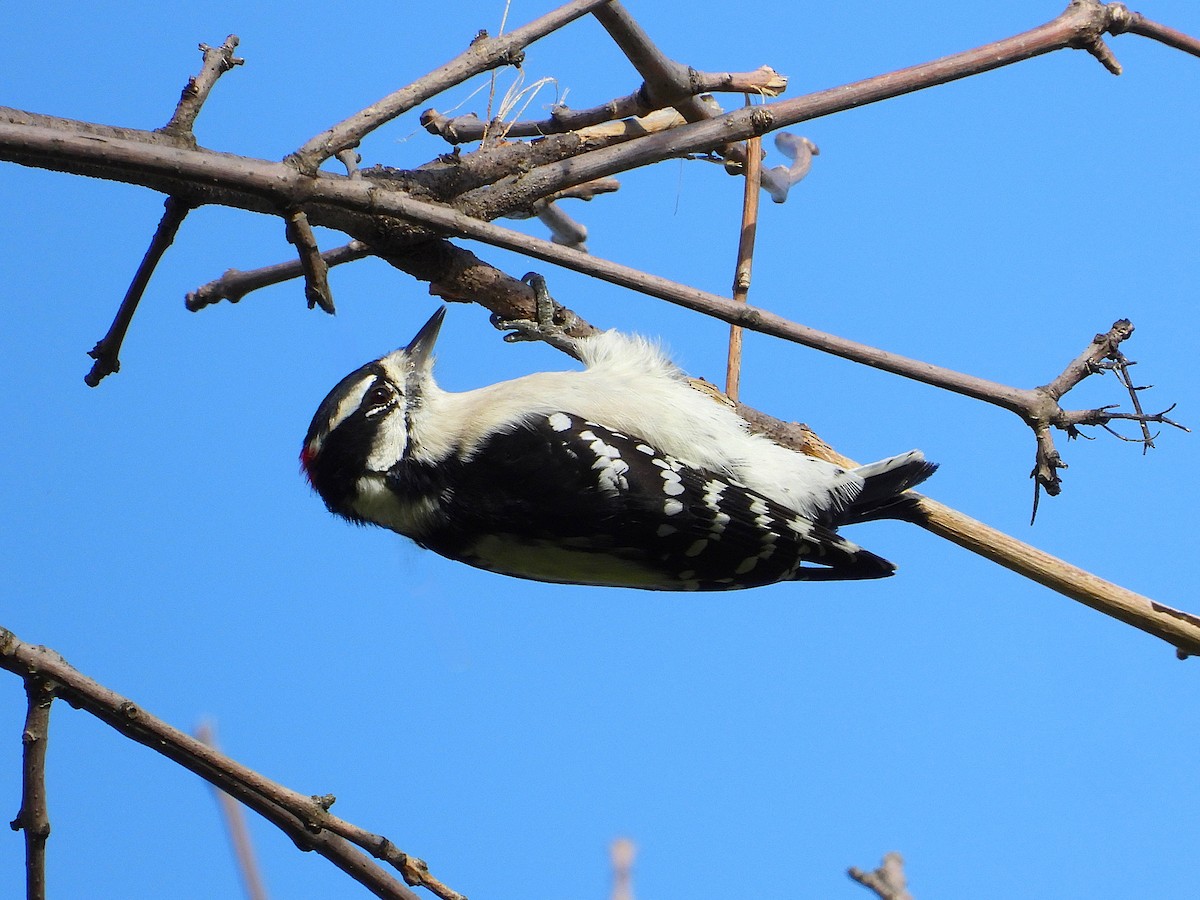 Downy Woodpecker - ML642038707