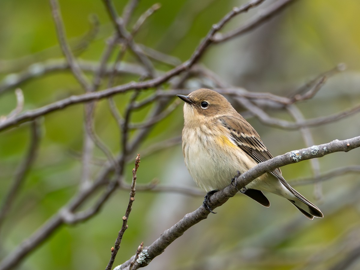 Yellow-rumped Warbler - ML642038709