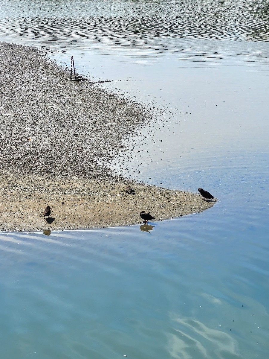 American Black Duck - ML642038712