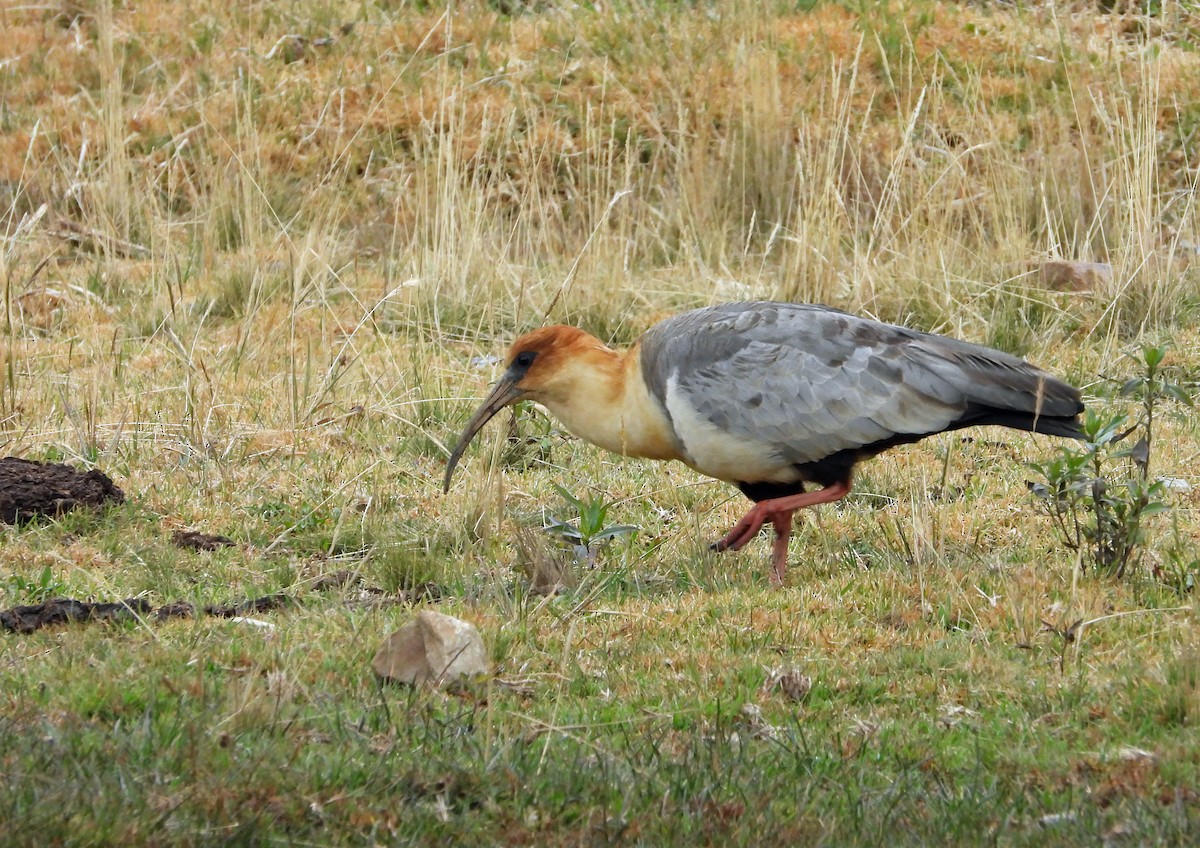 Andean Ibis - ML642038716