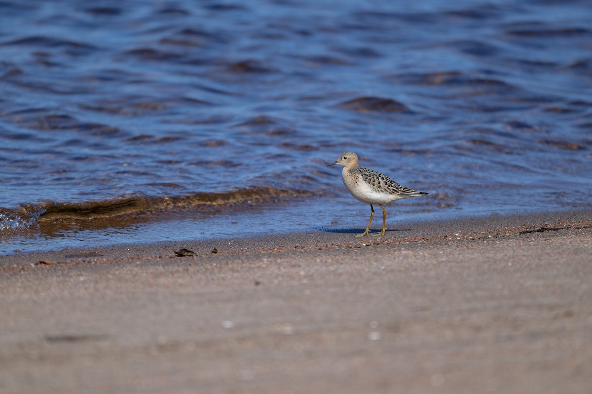 Buff-breasted Sandpiper - ML642038726