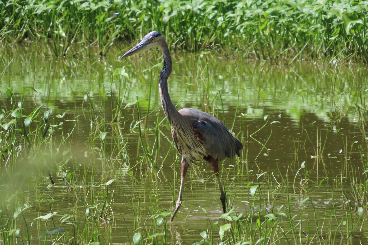 Great Blue Heron - ML642038736