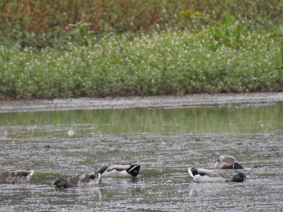 Mallard - ML642038750