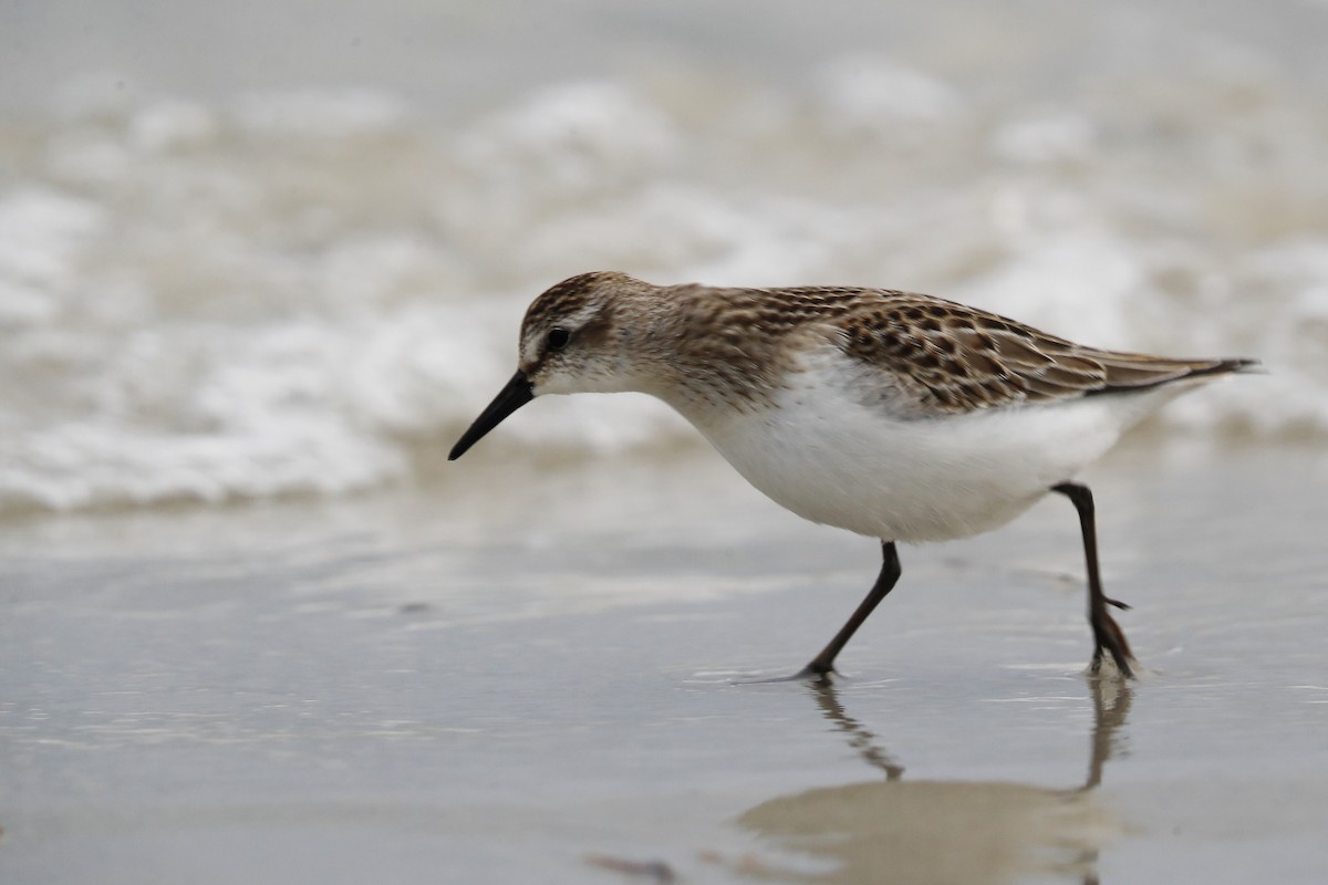 Semipalmated Sandpiper - ML642038758