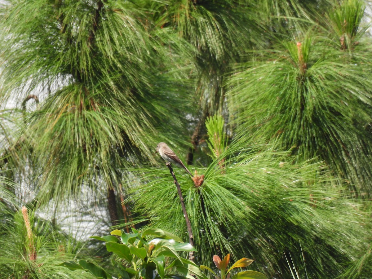 Northern Tropical Pewee - ML642038781