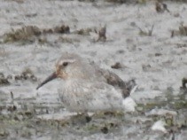 White-rumped Sandpiper - ML642038790