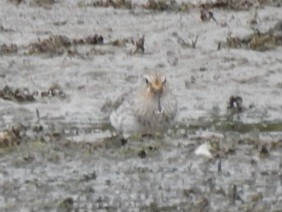 White-rumped Sandpiper - ML642038791