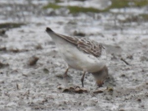 White-rumped Sandpiper - ML642038792