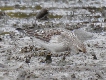 White-rumped Sandpiper - ML642038793