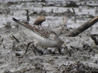White-rumped Sandpiper - ML642038794