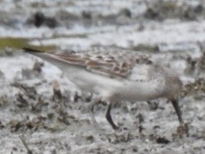 White-rumped Sandpiper - ML642038795