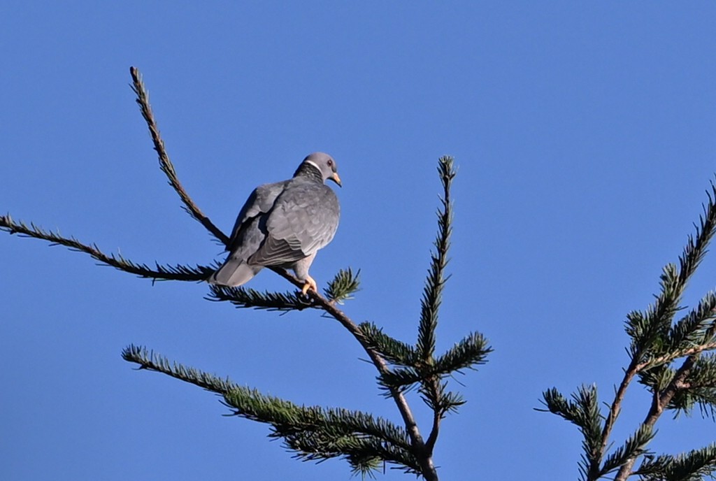 Band-tailed Pigeon - ML642038806