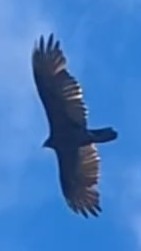 Turkey Vulture - ML642038807
