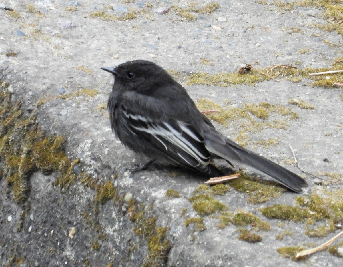 Black Phoebe - ML642038814