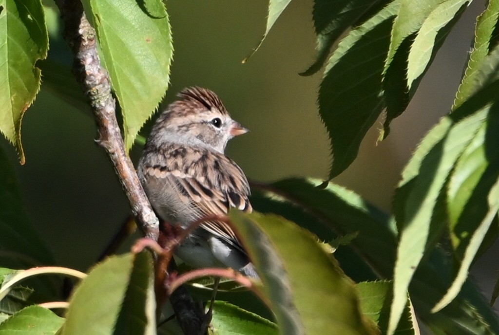 Chipping Sparrow - ML642038816