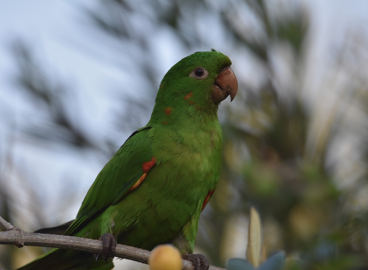 Aratinga Ojiblanca - ML642038828