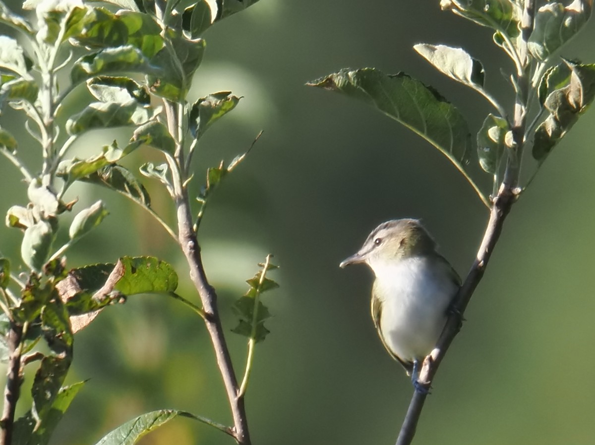 Red-eyed Vireo - ML642038831