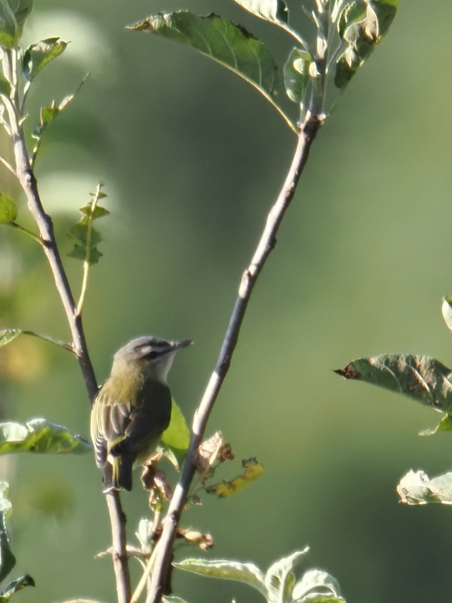 Red-eyed Vireo - ML642038832